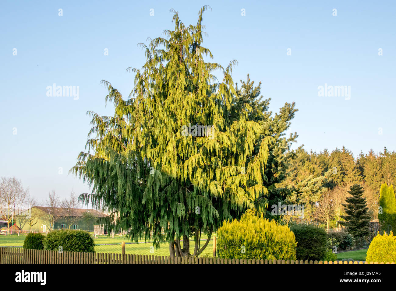 tree at sunset with blue background sky europe Stock Photo - Alamy