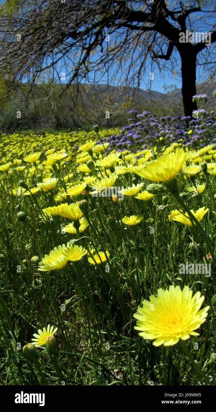 Desert Dandelion - Malacothrix californica with bright yellow gold flowers is a member of the Sunflower Family Stock Photo