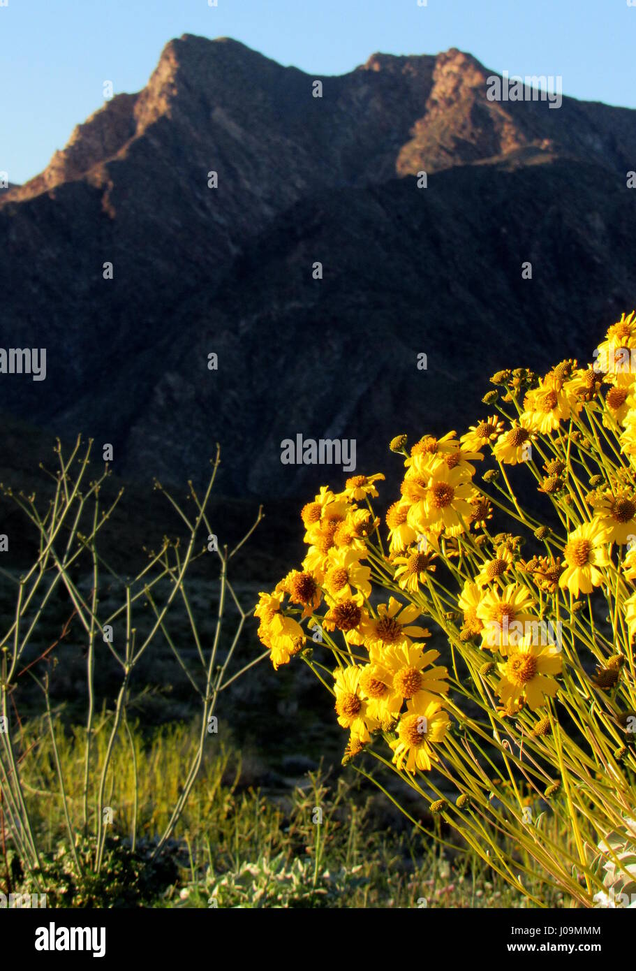 Brittlebush, (Encelia farinosa), grows in the lower Sonoran Desert Anza