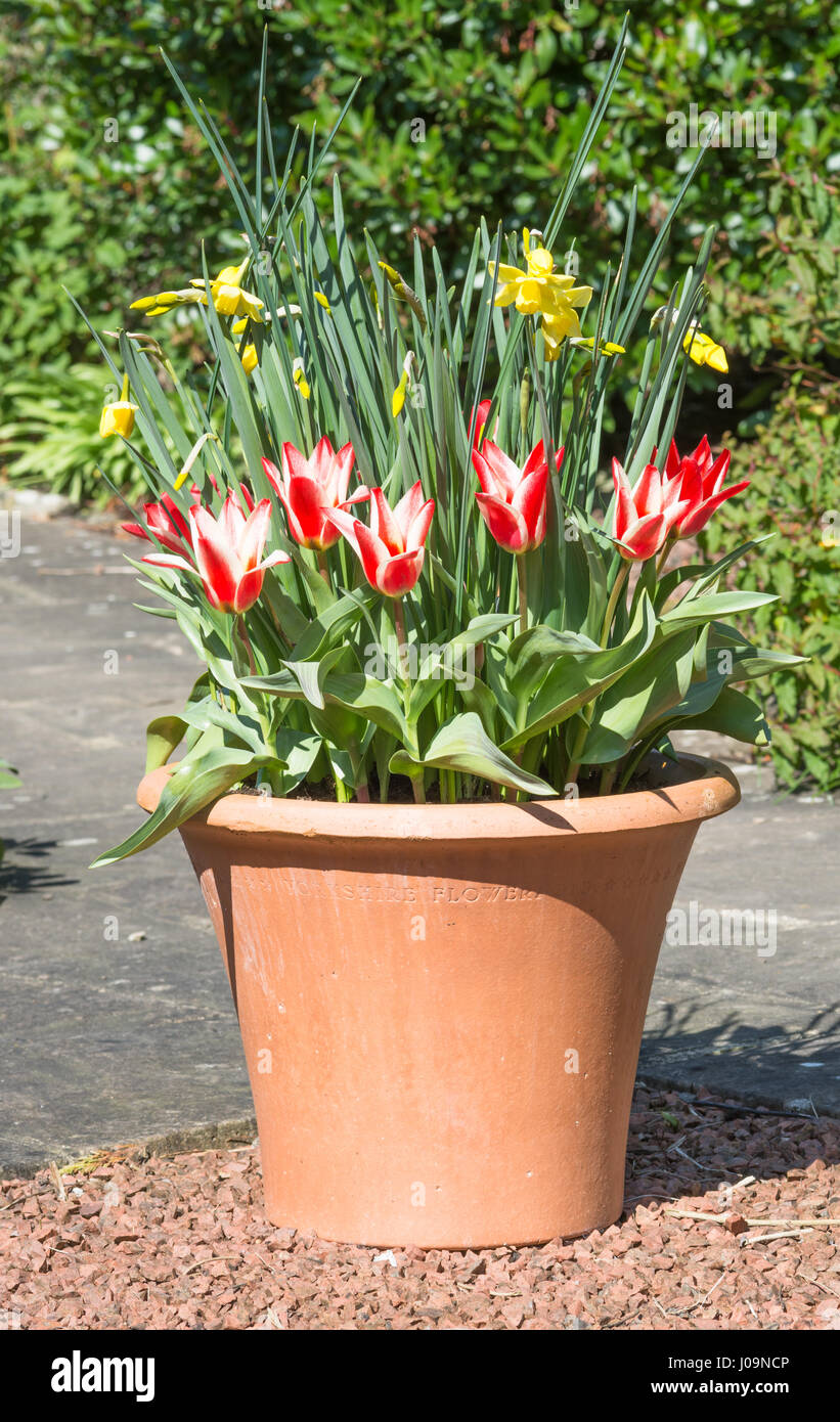 Pinocchio Tulips and Pipit Daffodils in a garden pot Stock Photo Alamy