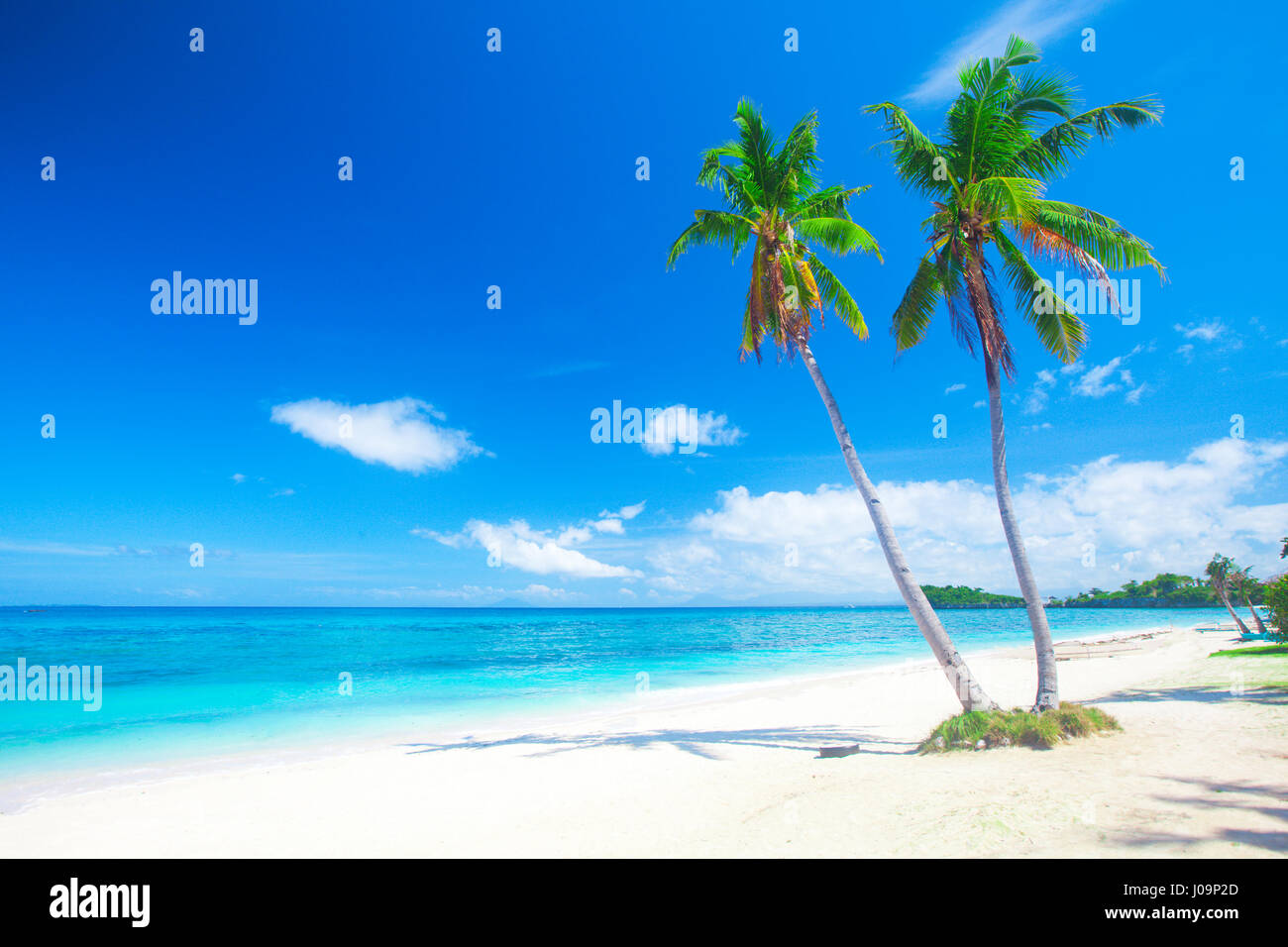 tropical beach with coconut palm Stock Photo - Alamy