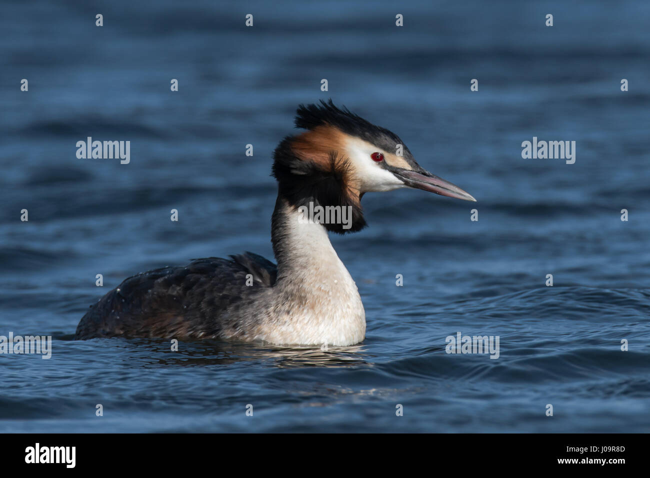 Great crested grebe (Podiceps cristatus) with feathers blowing. Elegant waterbird in family Podicipedidae swimming on lake at Cardiff Bay, Wales, UK Stock Photo