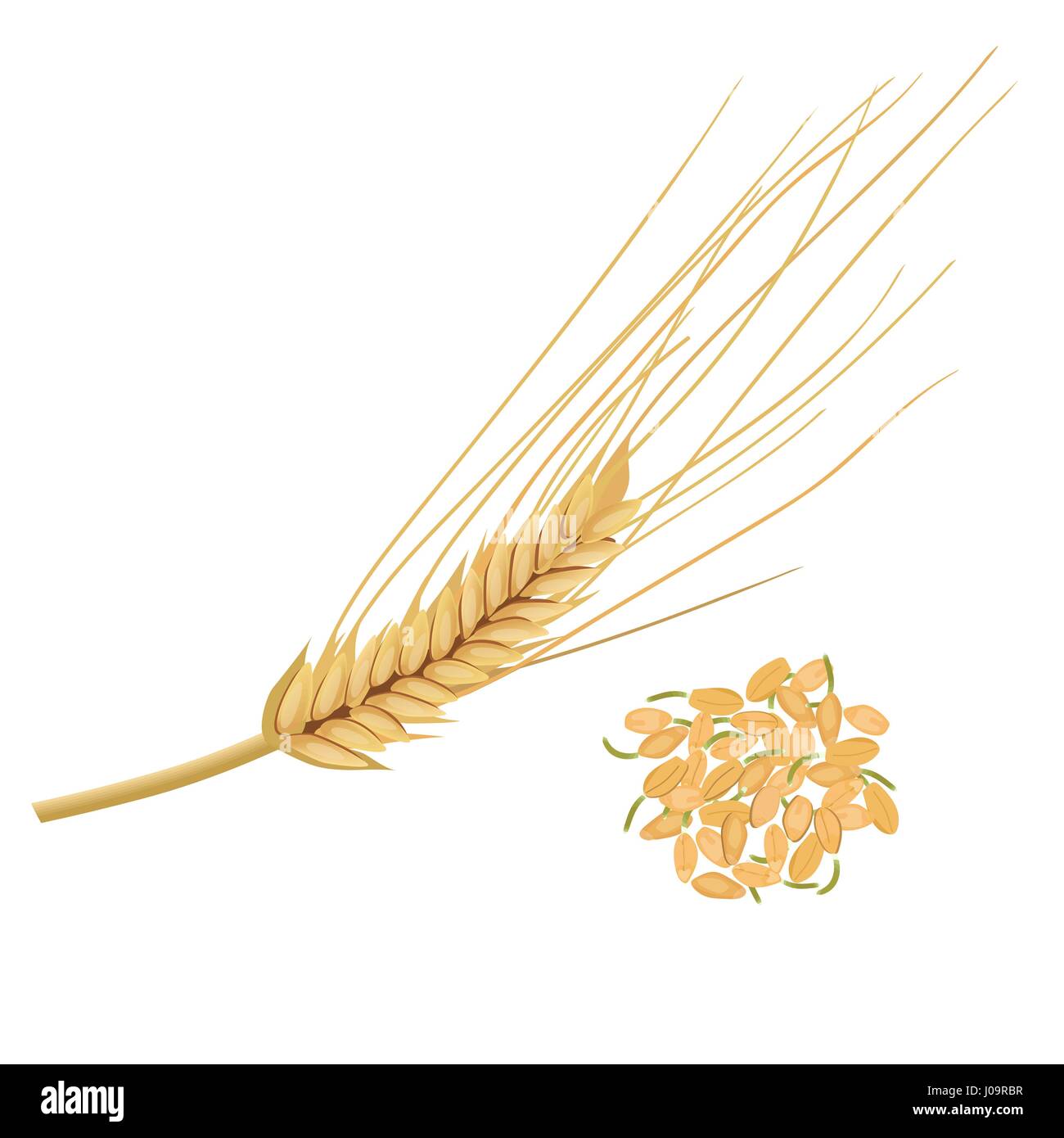 Wheat germ, the highly nutritious wheat kernel. isolated. Sprouted wheat germ in ceramic plate. Germinated grains. Vector. For cooking, cosmetics, die Stock Vector