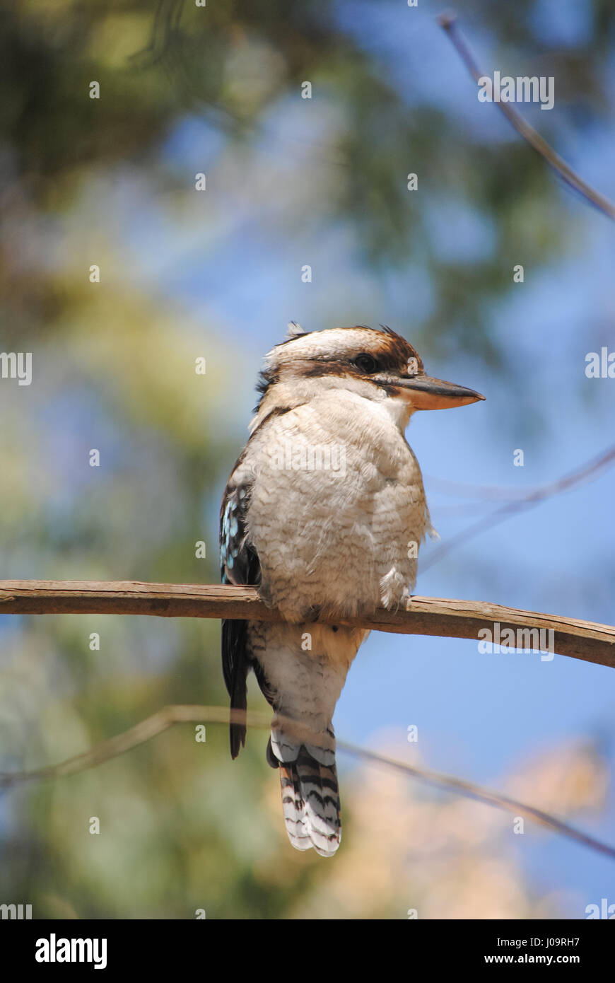 A wild Kookaburra sitting on a tree branch. Primary and shallow focus on the bird with everything else in the background and foreground in soft, dream Stock Photo