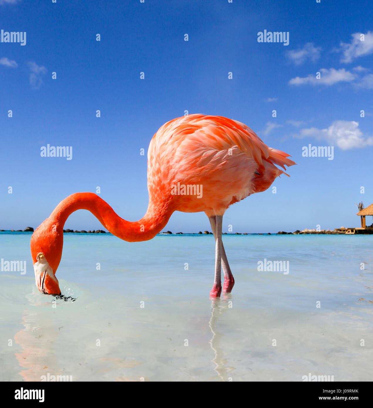 The best beaches of Aruba: Flamingo Beach of the Renaissance Hotel Stock Photo