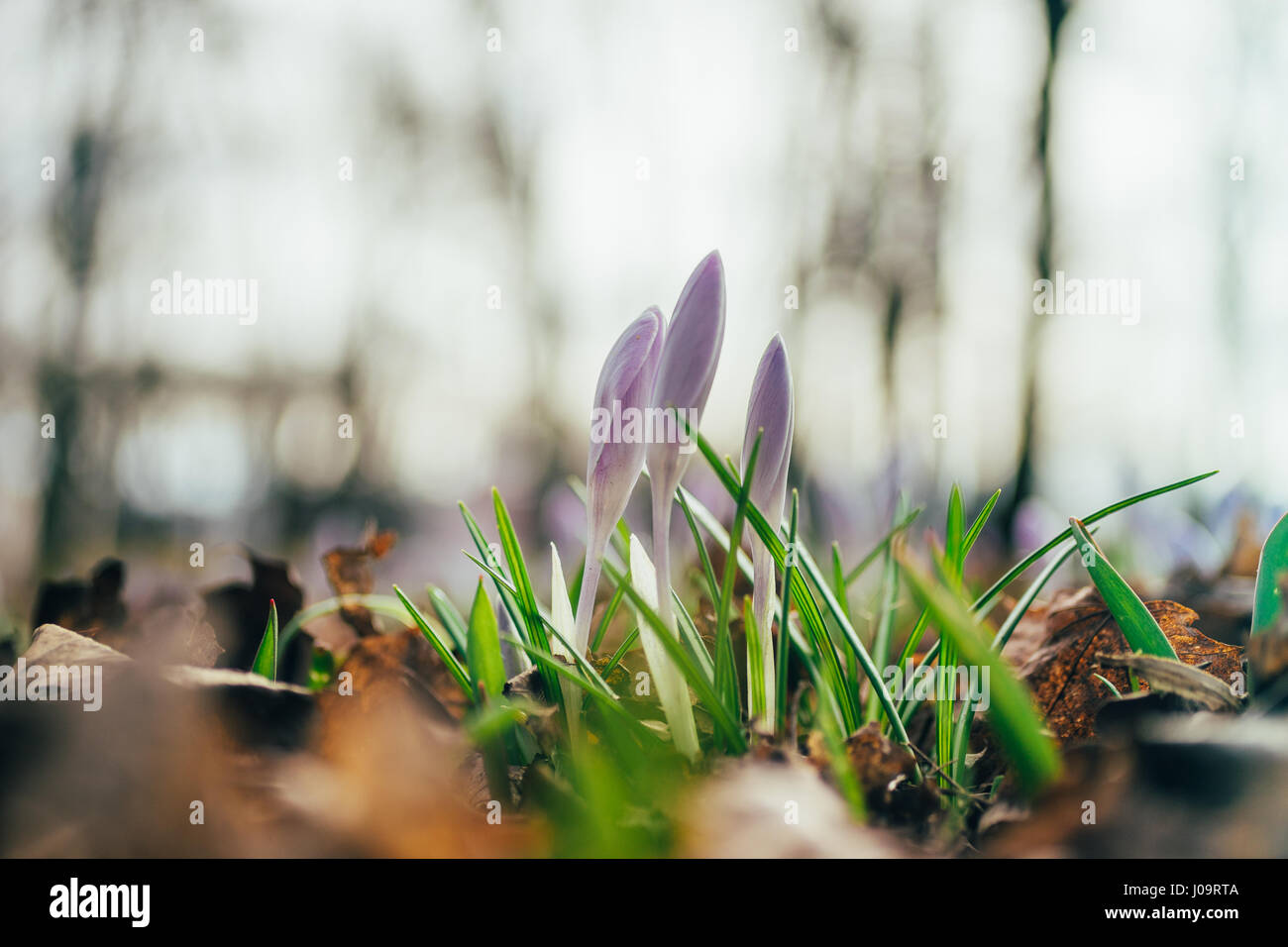 Closeup on three crocus flowers by early spring. From ground view, shallow depth of field. New life concept. Stock Photo