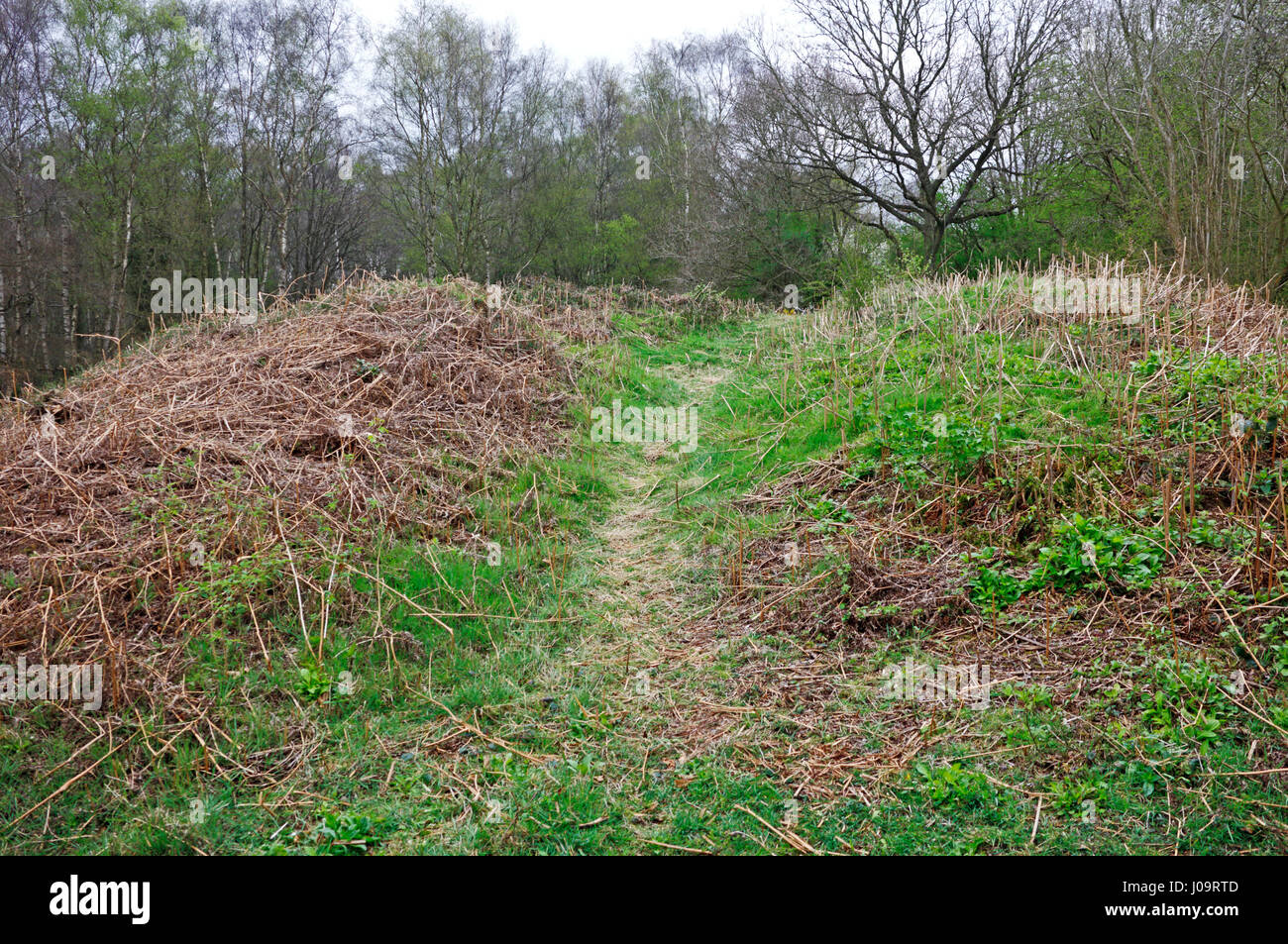 A view of a tumulus or bowl barrow at Alderford Common, Norfolk, England, United Kingdom. Stock Photo