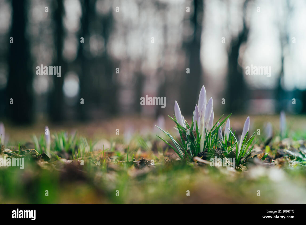 Unblown crocus flowers by early spring. From ground view, selective focus. New life concept. Stock Photo