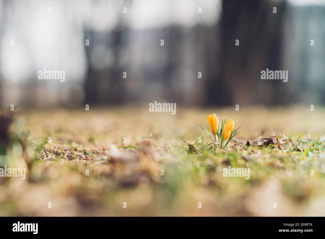 Yellow crocus flowers by early springtime. From ground view, selective focus. New life concept. Stock Photo