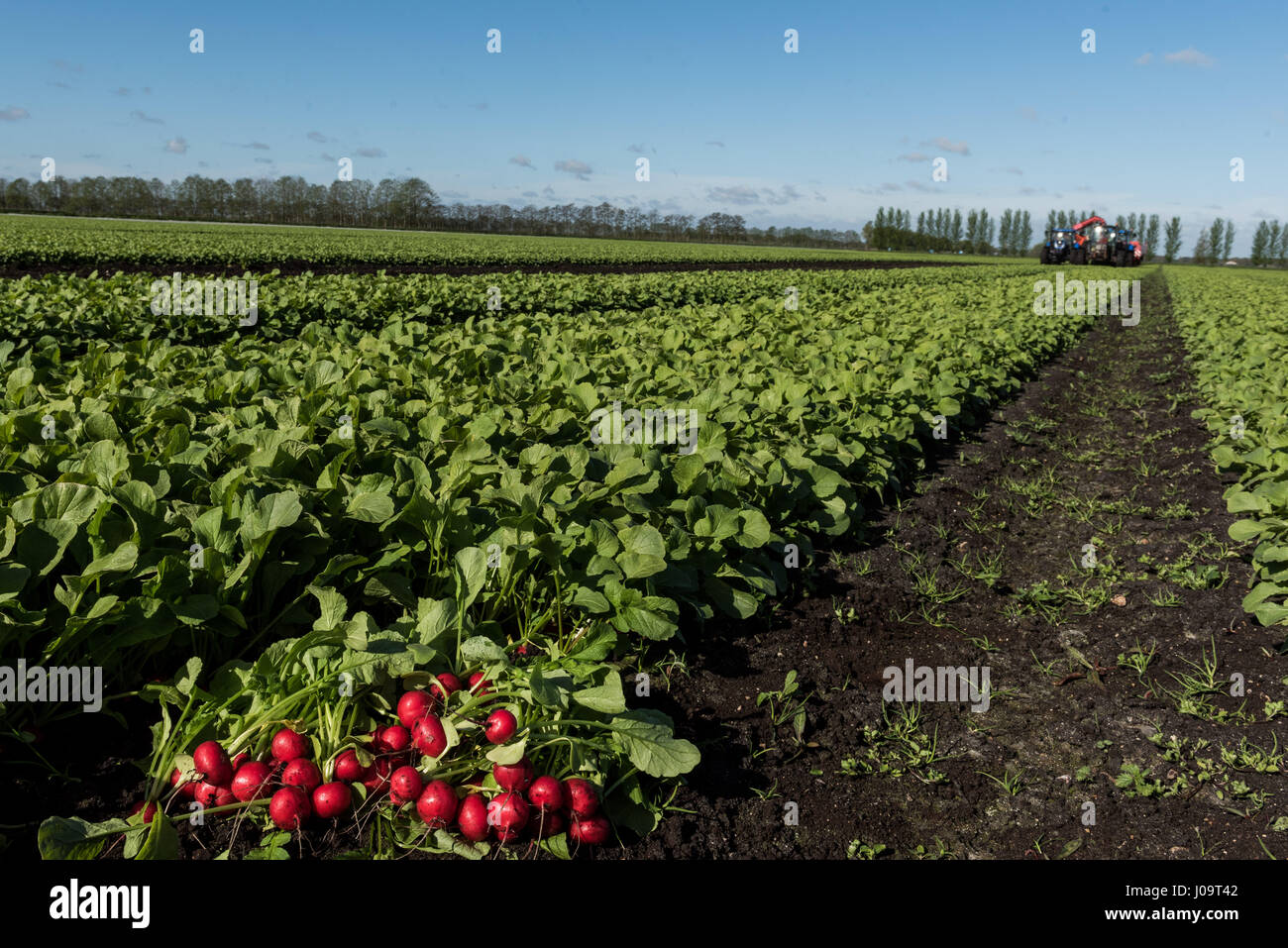 A general view of the new season Radish Crop at Feltwell Growers Farm