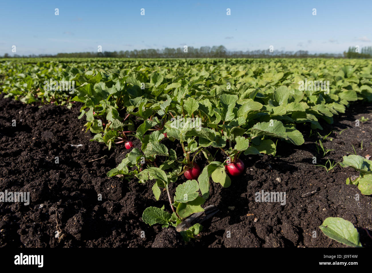 A general view of the new season Radish Crop at Feltwell Growers Farm