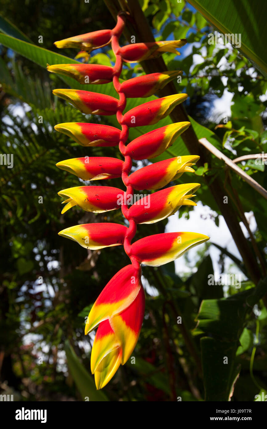 Heliconia rostrata, known as hanging lobster claw, a native of Central America Stock Photo Alamy