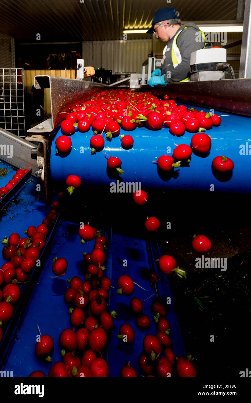 Season radish crop feltwell growers farm hires stock photography and
