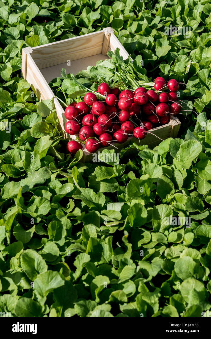 A general view of the new season Radish Crop at Feltwell Growers Farm