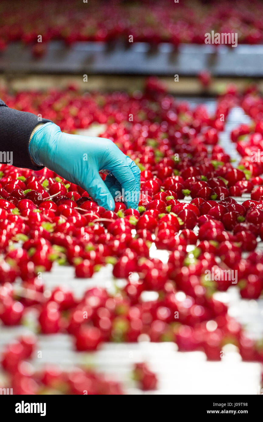 A general view of the new season Radish Crop at Feltwell Growers Farm