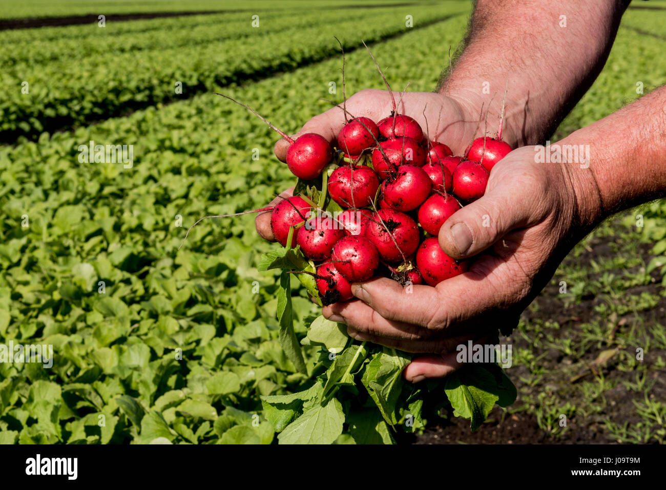 A general view of the new season Radish Crop at Feltwell Growers Farm