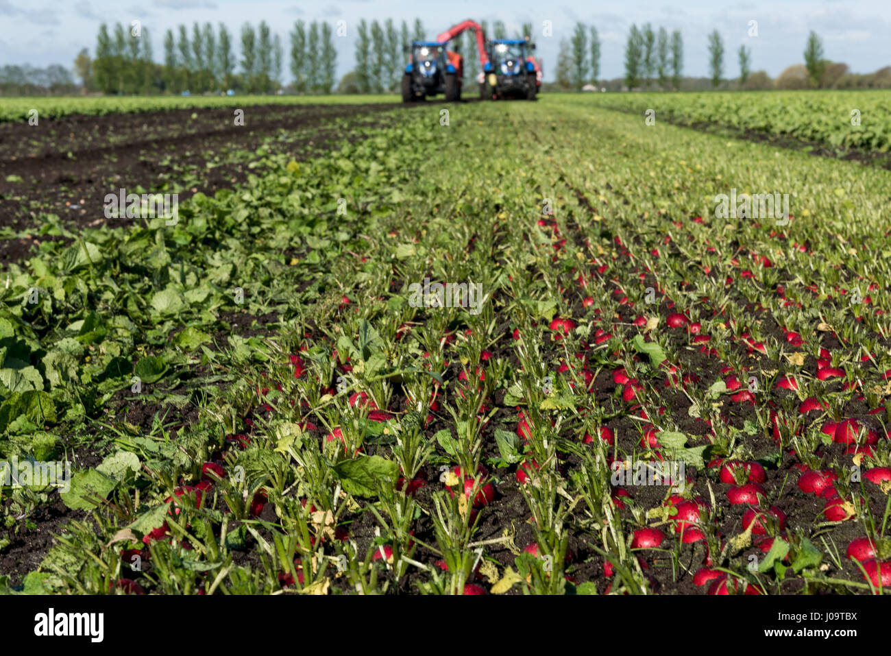 A general view of the new season Radish Crop at Feltwell Growers Farm