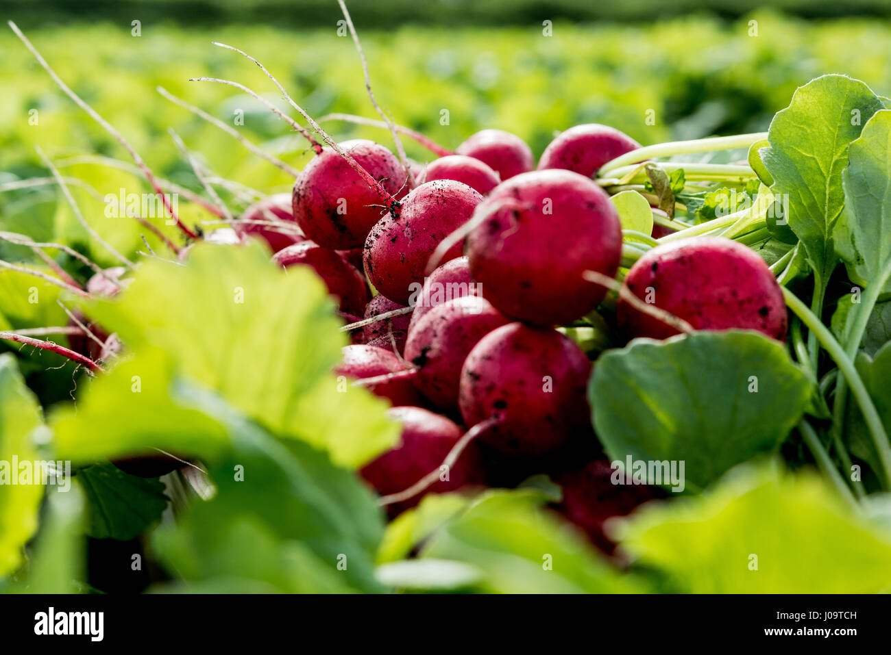Norfolk farmer scott watson oversees first british radish harvest year