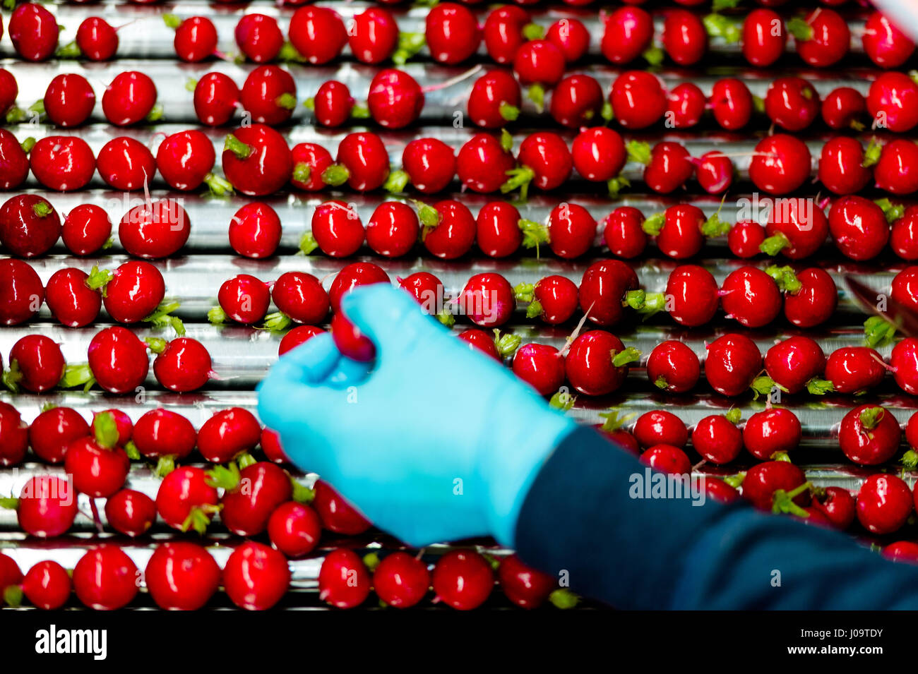 A general view of the new season Radish Crop at Feltwell Growers Farm