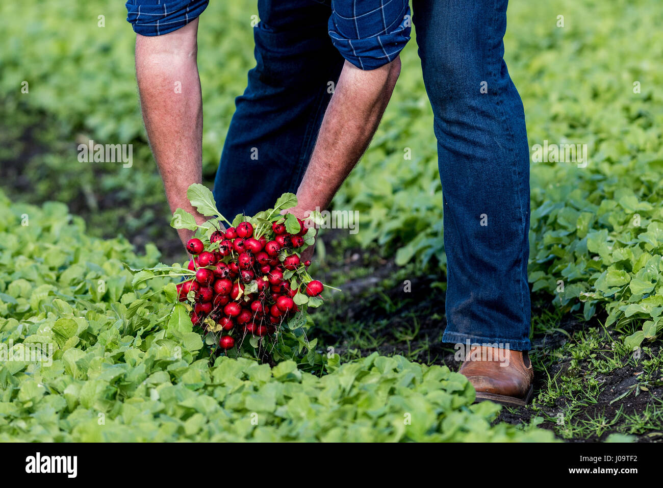 A general view of the new season Radish Crop at Feltwell Growers Farm