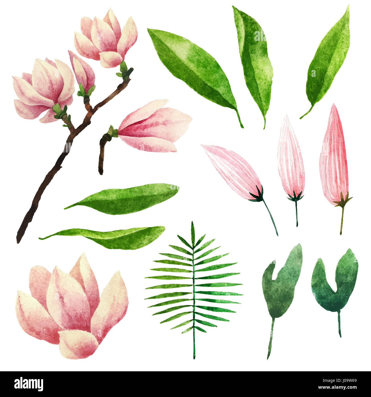 Big set of watercolor botanical elements. Beautiful botanical elements ...