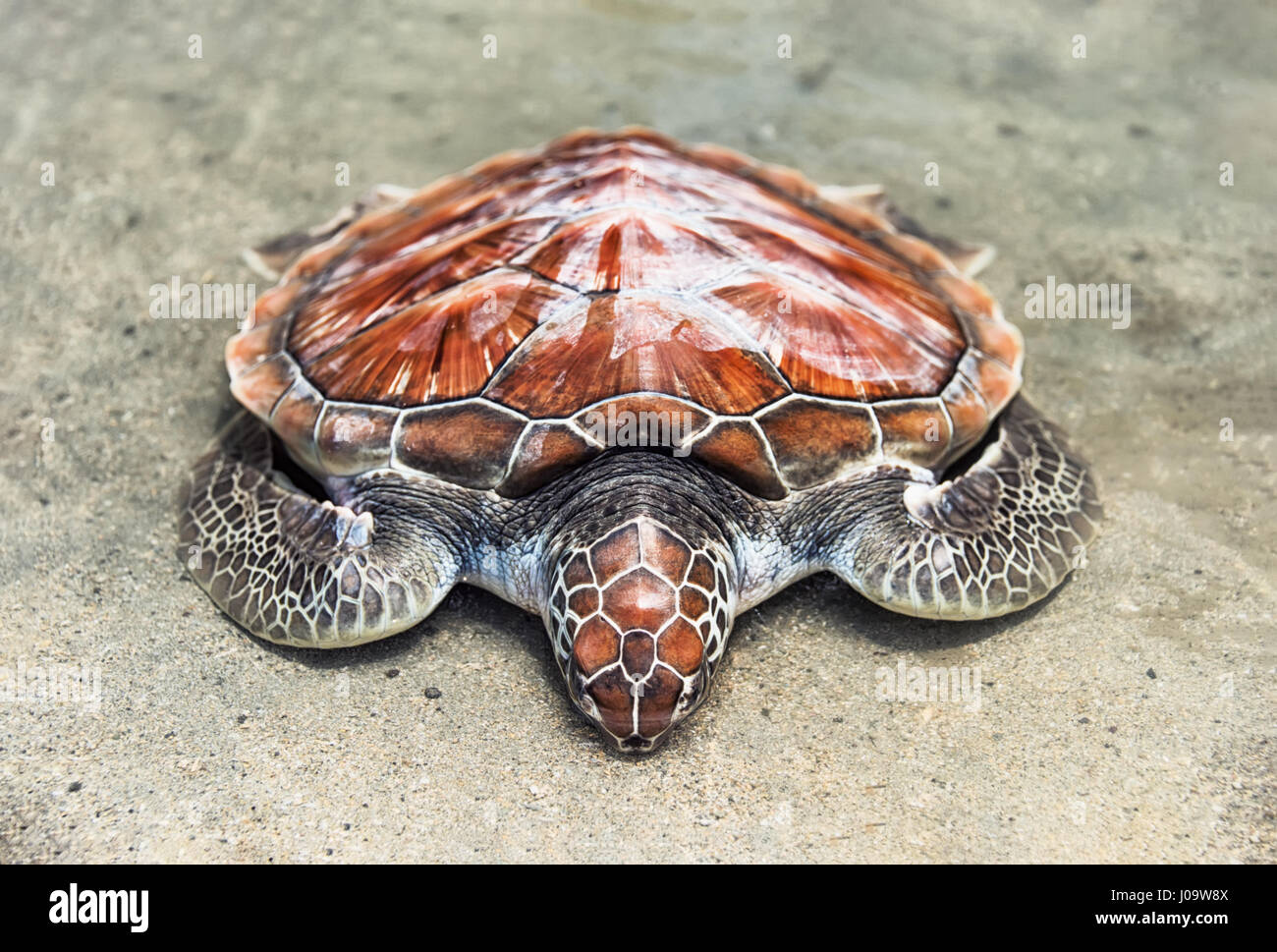 loggerhead the loggerhead sea turtle rests on the water's edge on the sand on the seashore Stock Photo