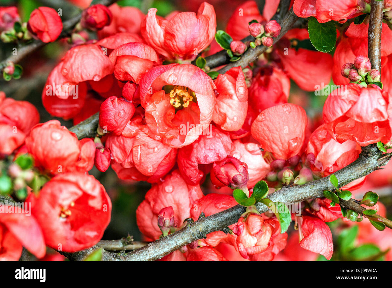 Flowering quince blossom Chaenomeles superba Red trail red flowers on a branch Stock Photo