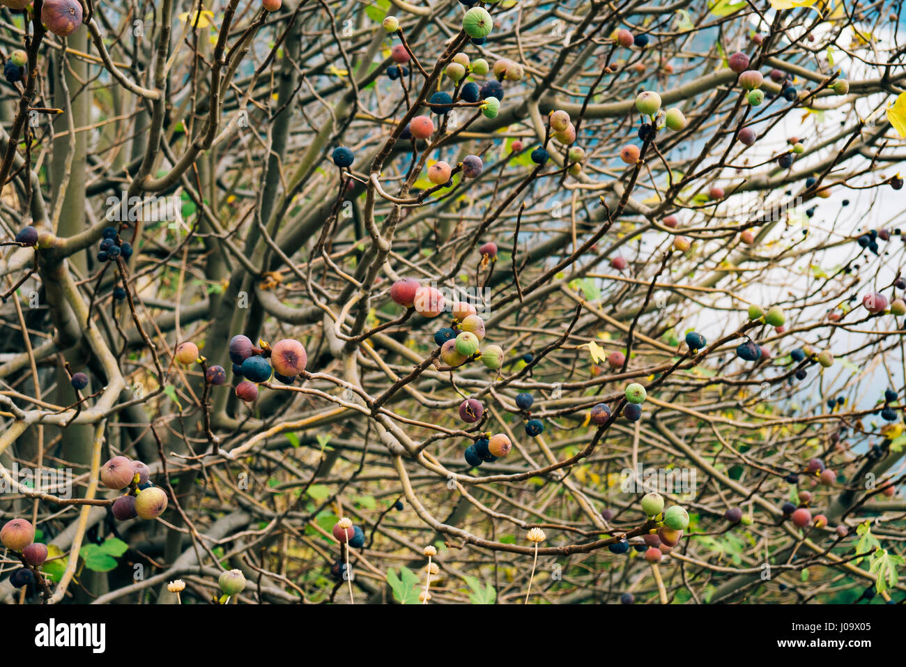 Ripe figs on the tree. Montenegrin fig trees Stock Photo - Alamy