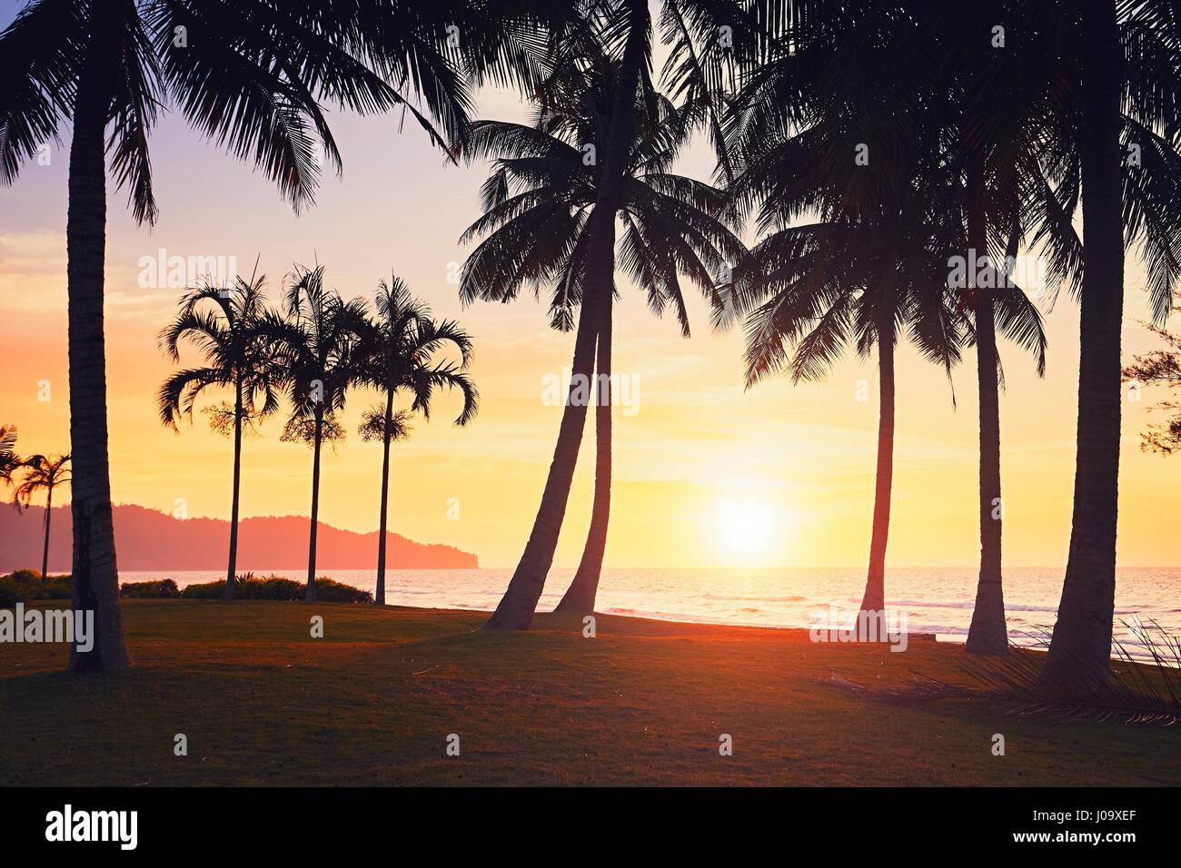 Silhouette of the palm trees on the beach at the amazing sunset. Summer vacation and  travel concept. Island of Borneo, Malaysia. Stock Photo