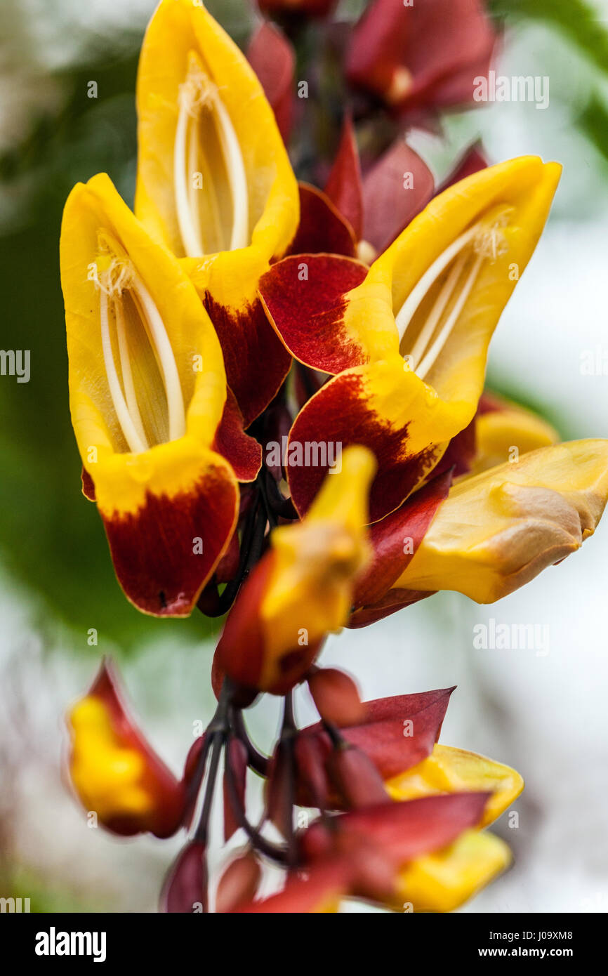 Thunbergia mysorensis, Mysore trumpet vine, Indian clock vine Stock Photo Alamy
