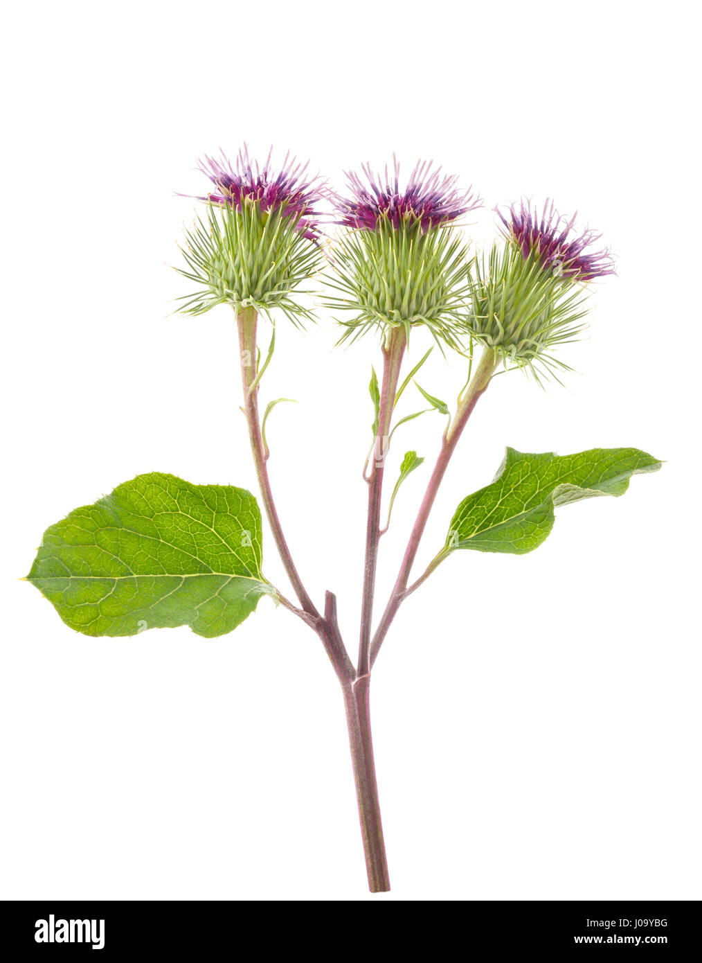 Burdock flowers isolated on a white background Stock Photo