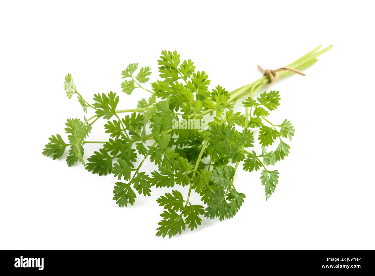Fresh Chervil bunch isolated on white background Stock Photo