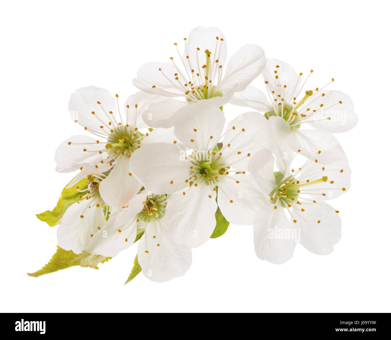 cherries  flowers isolated on white Stock Photo