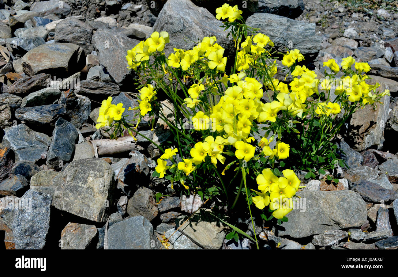 wild flowers meadow Stock Photo - Alamy