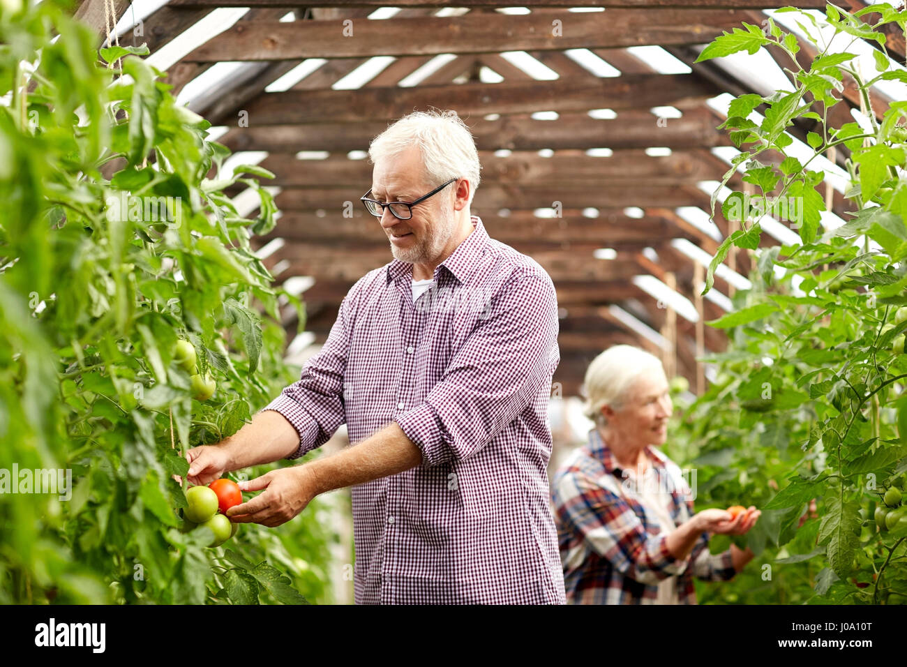 old couple picking tomatoes up at farm greenhouse Stock Photo - Alamy