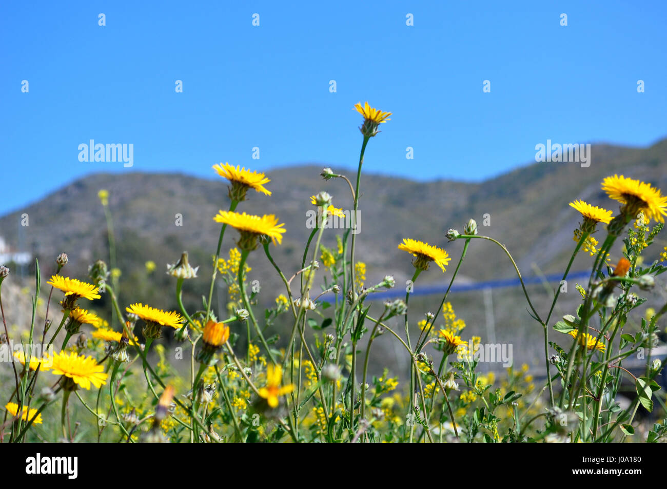 wild flowers meadow Stock Photo - Alamy