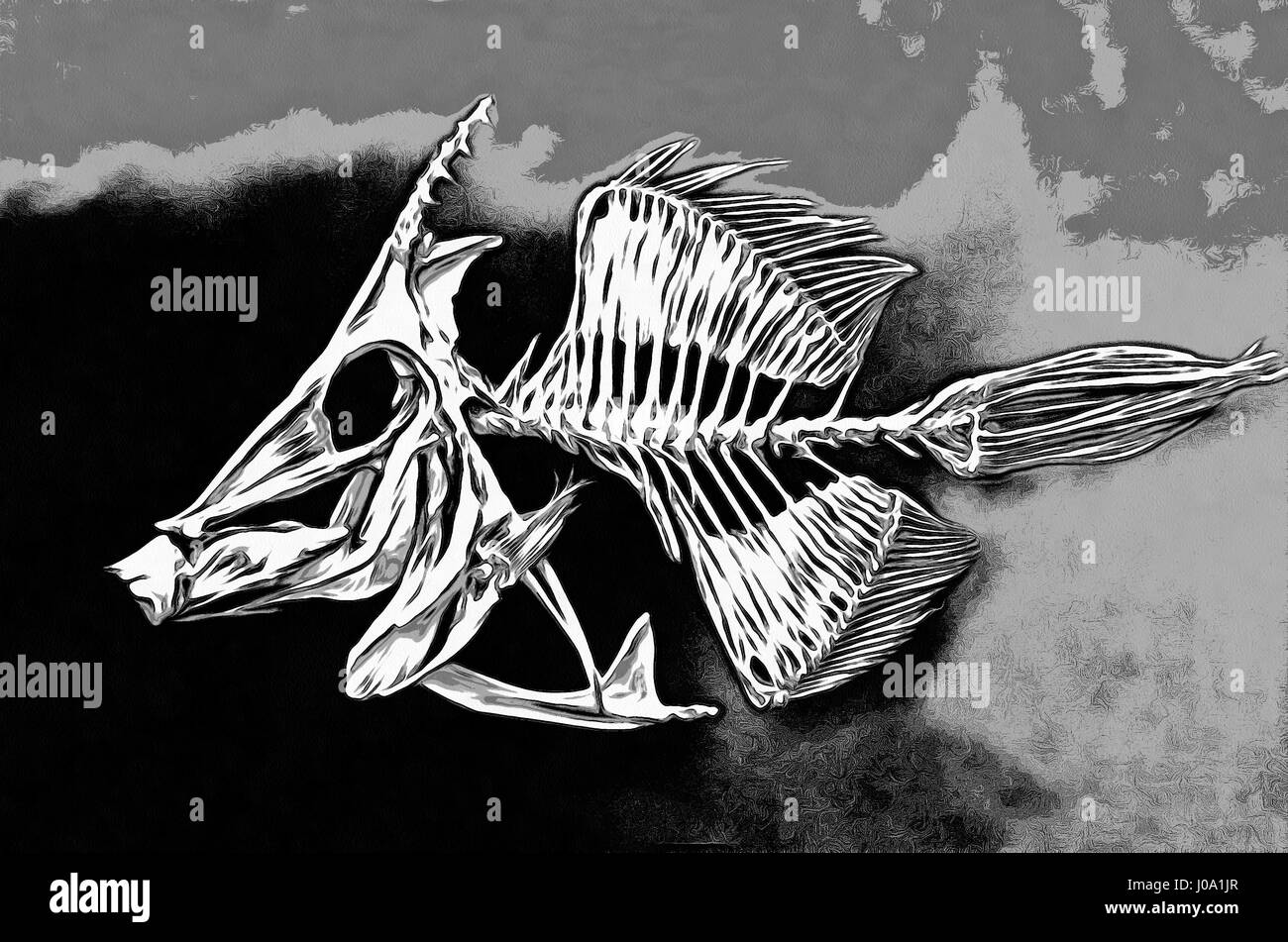 Skeleton Fish Files, Monacanthus chinensis, painting ,profile Stock Photo