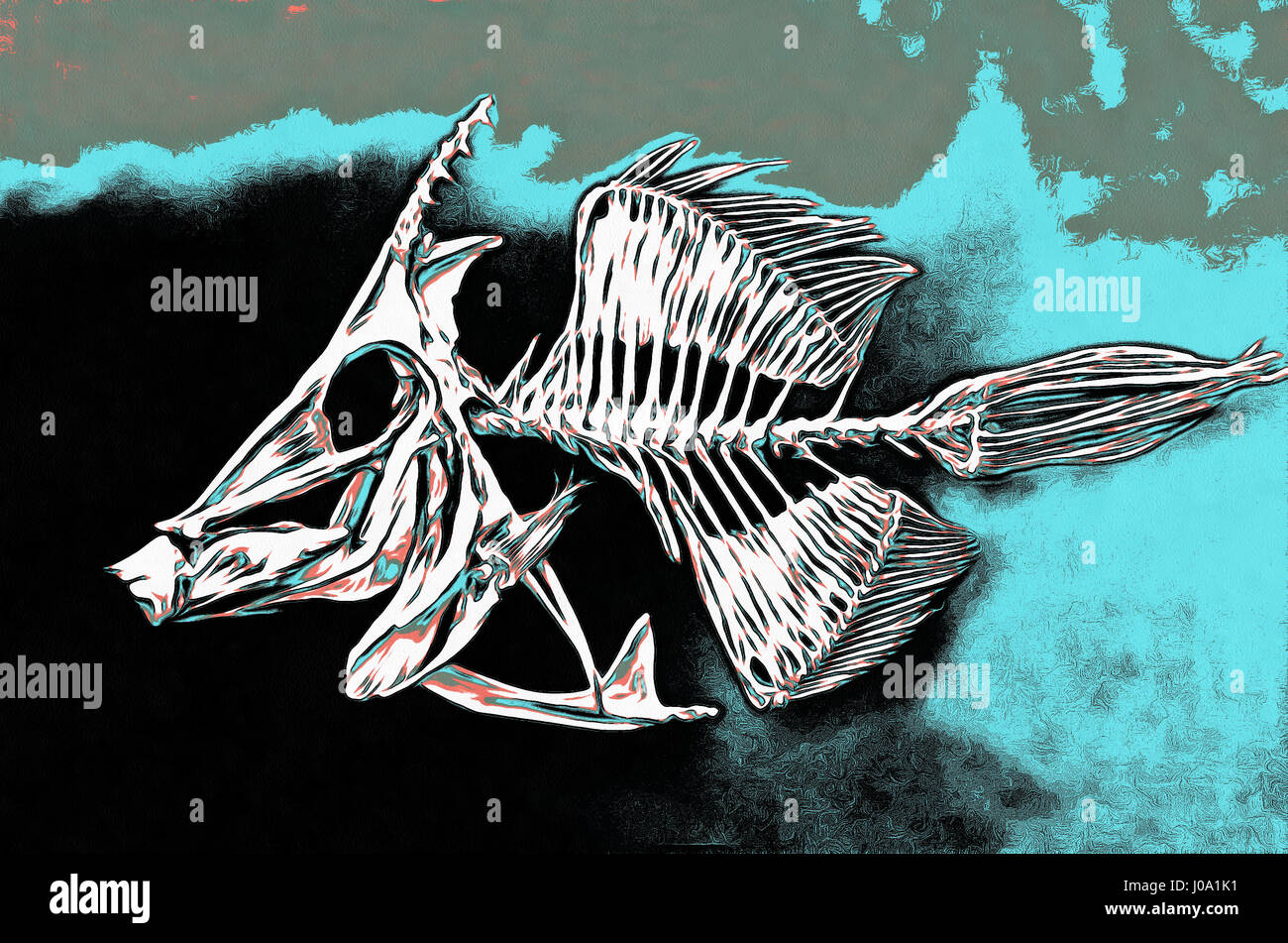 Skeleton Fish Files, Monacanthus chinensis, painting ,profile Stock Photo