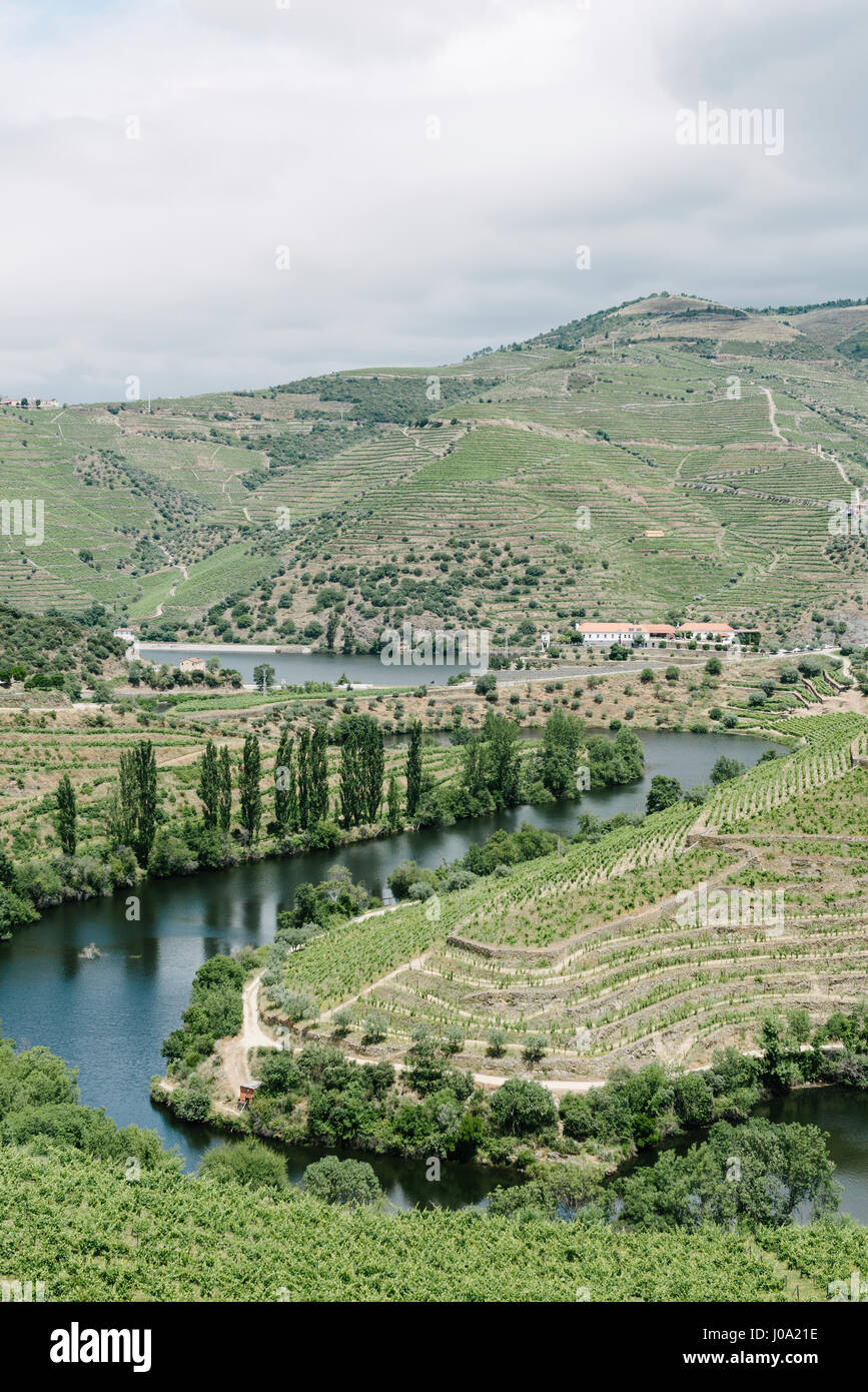 Nápoles vineyard, in Tedo river, a small affluent of Douro valley, Portugal Stock Photo