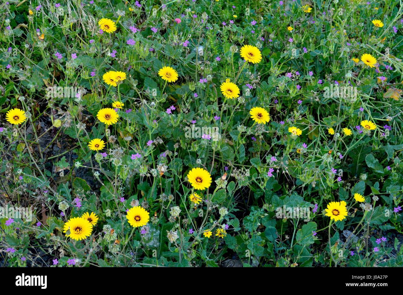 wild flowers meadow Stock Photo - Alamy