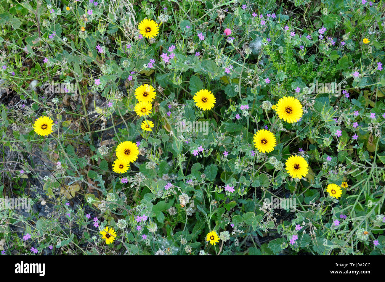 wild flowers meadow Stock Photo - Alamy