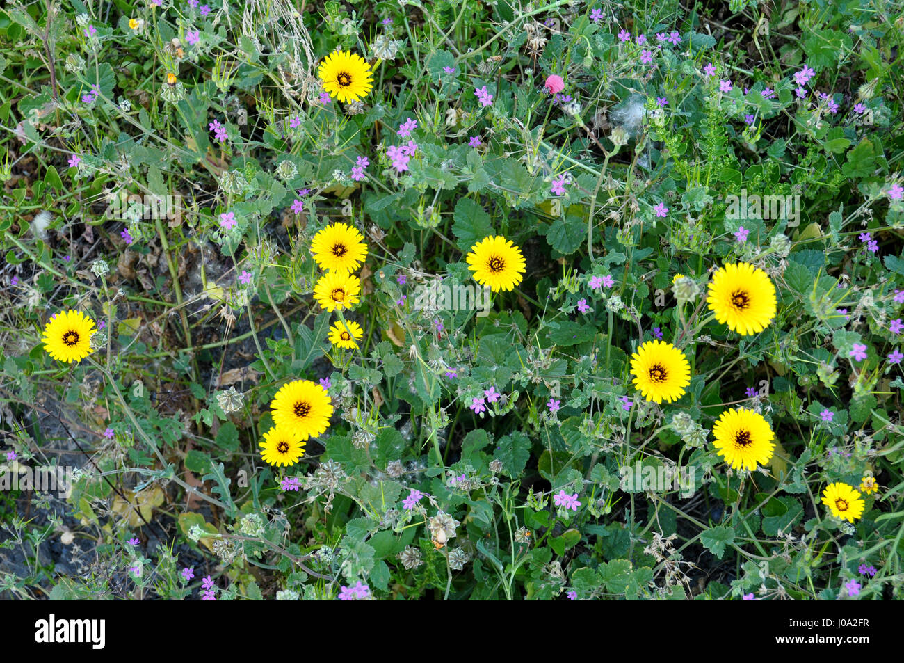 Meadow biodiversity plants hi-res stock photography and images - Alamy