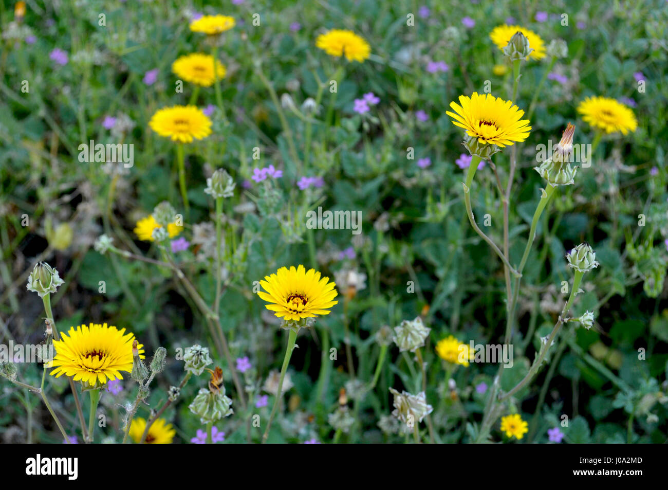 wild flowers meadow Stock Photo - Alamy