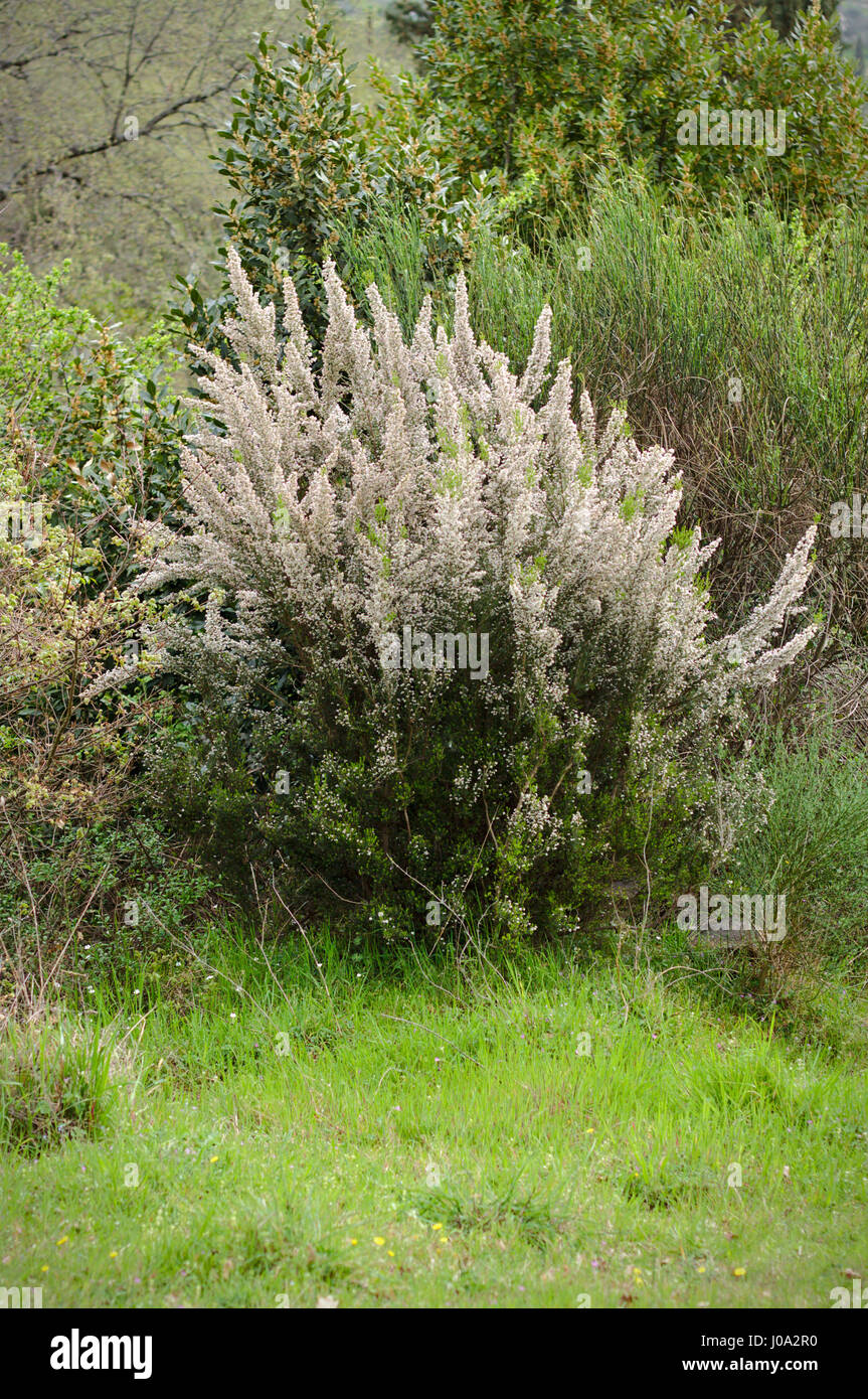 Erica arborea - flowering plant Stock Photo
