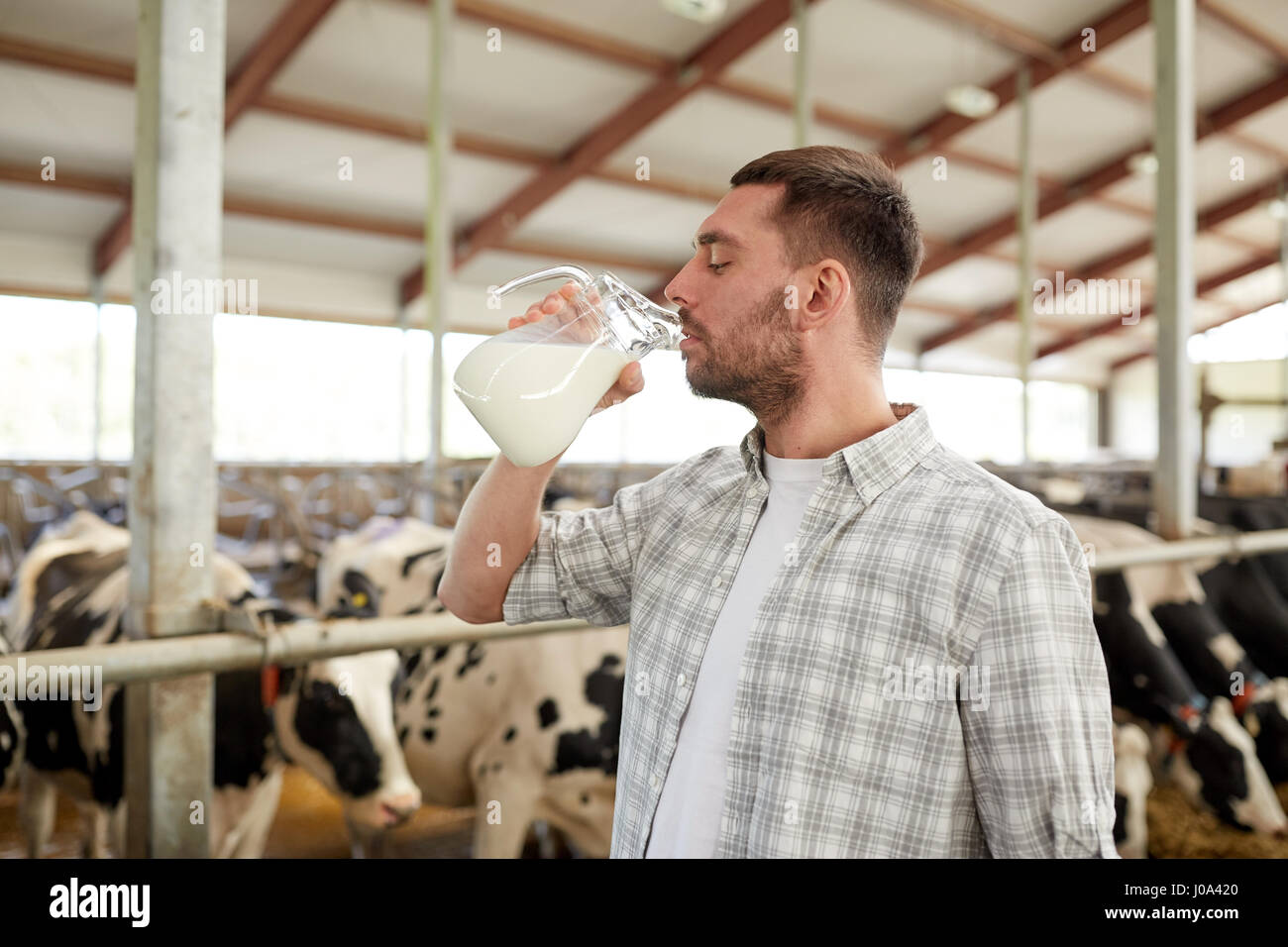 man or farmer drinking cows milk on dairy farm Stock Photo Alamy