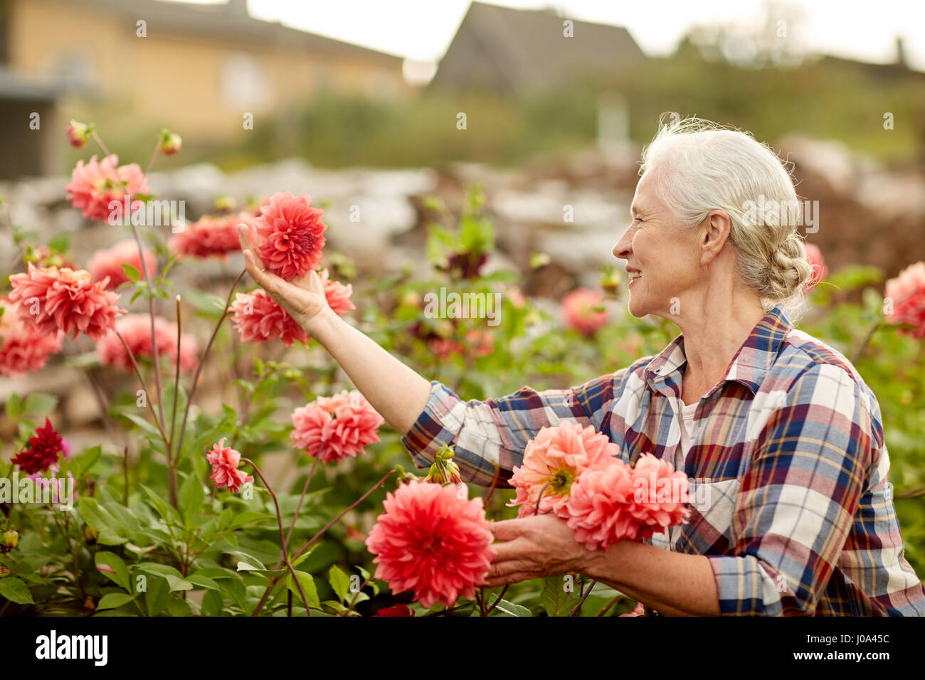 senior woman with flowers at summer garden Stock Photo - Alamy