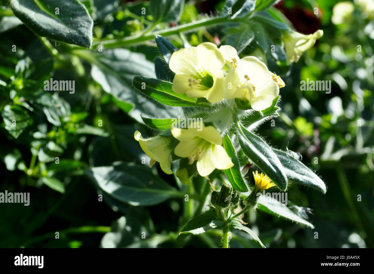 White henbane, poisonous flower Stock Photo - Alamy