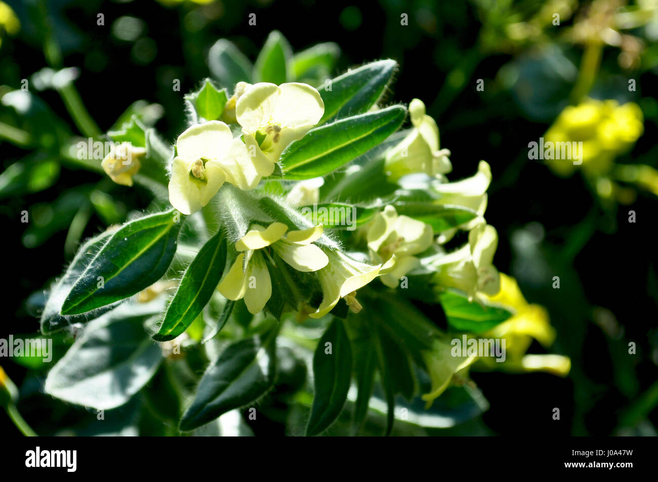 White henbane, poisonous flower Stock Photo - Alamy