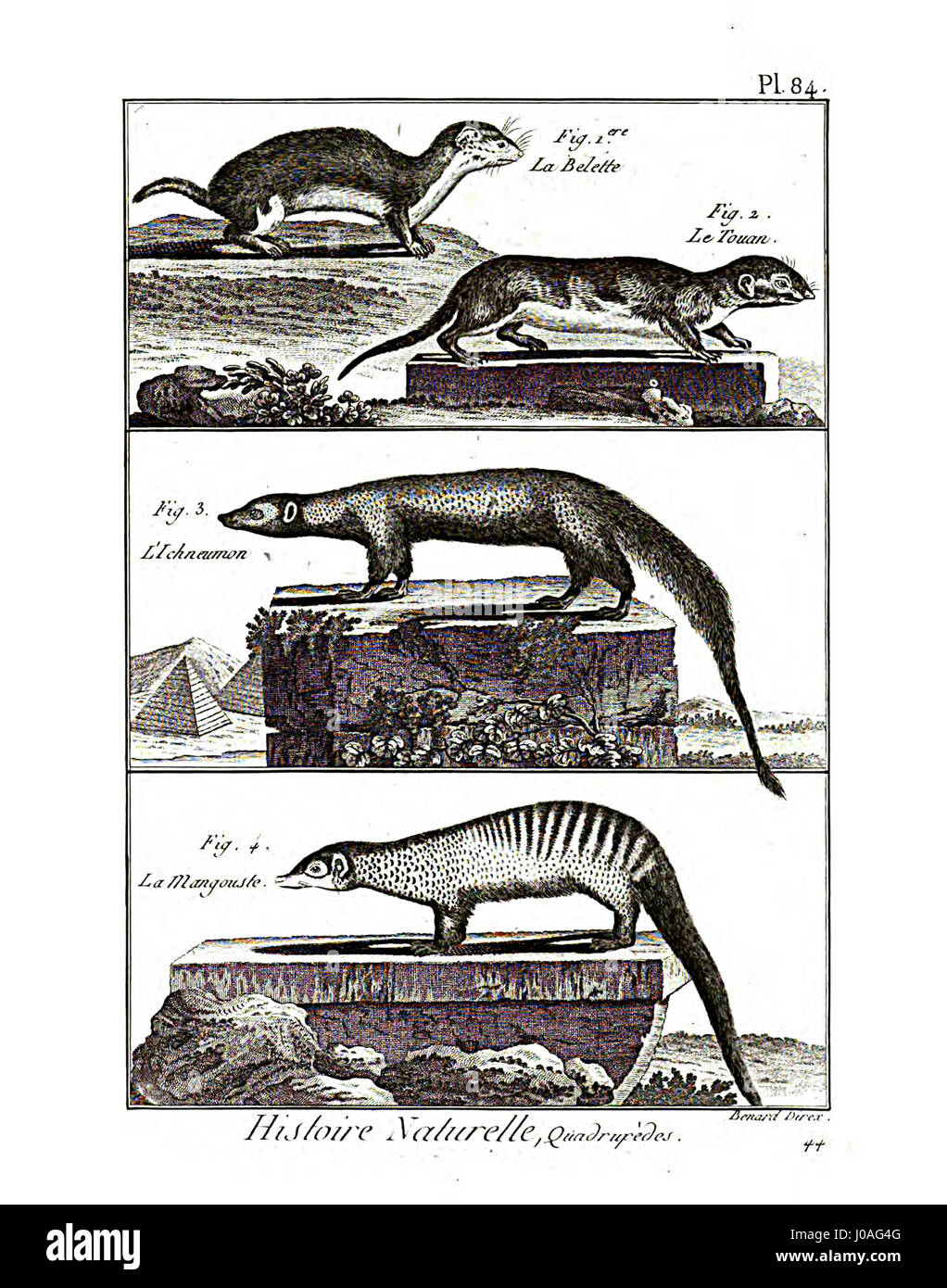 Comprehensive taxonomy Cut Out Stock Images & Pictures - Alamy