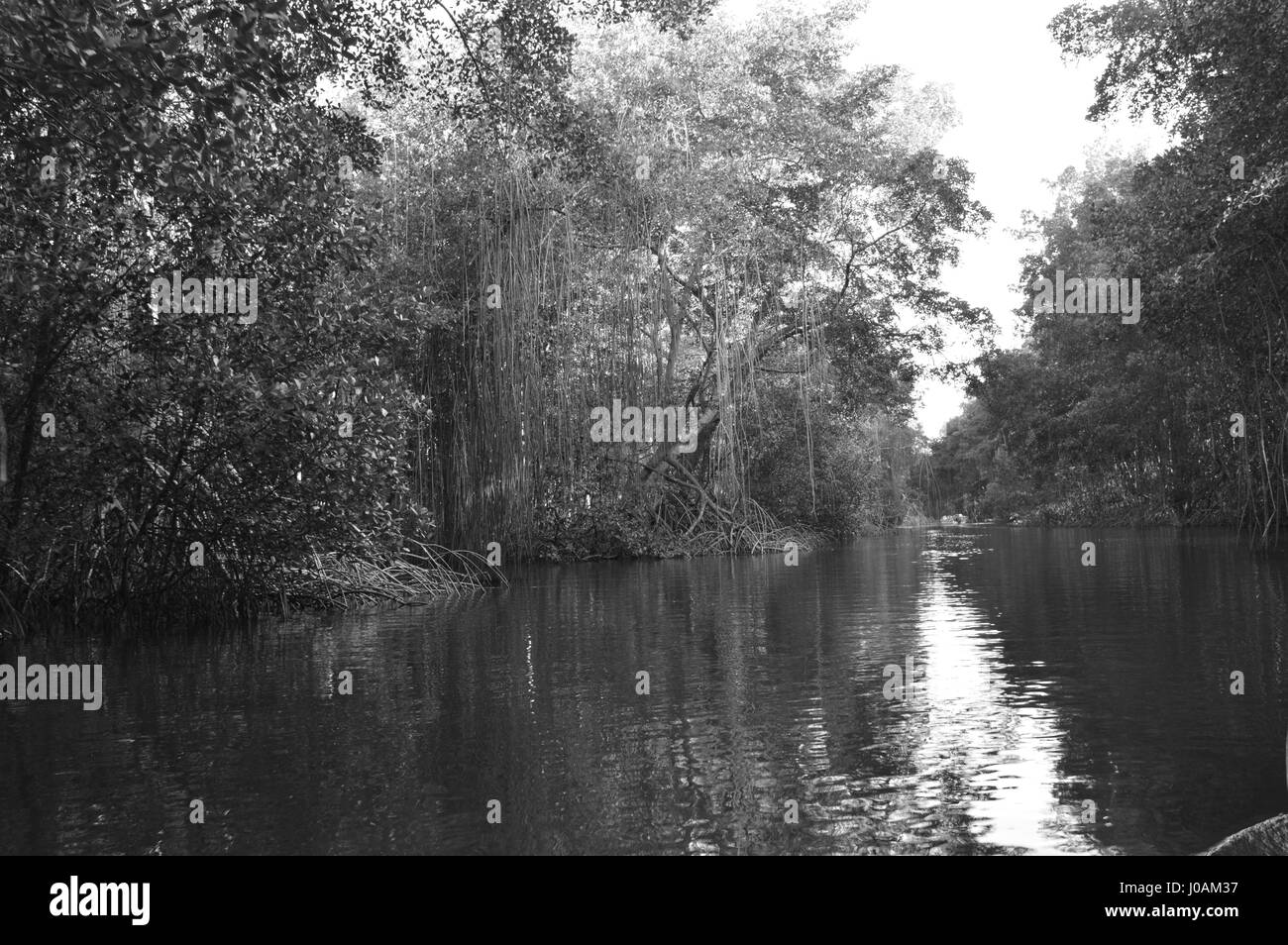 Pictures taken during tour of Caroni Bird Sanctuary, Trinidad and Tobago Stock Photo